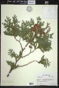 Thuja occidentalis image