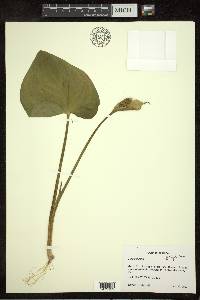 Calla palustris image