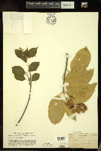 Celastrus scandens image