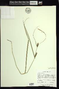 Carex trichocarpa image