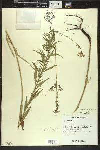 Oenothera filiformis image