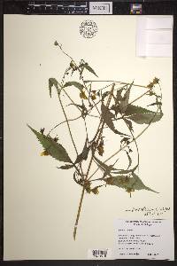 Bidens connata image