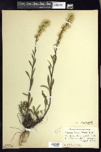 Solidago simplex image