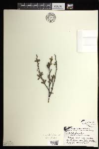 Betula pumila image