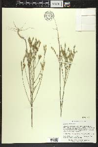 Linum sulcatum image