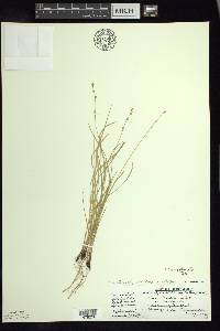 Carex radiata image