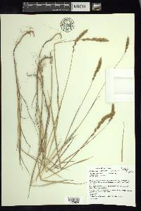 Muhlenbergia glomerata image