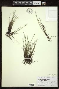 Equisetum variegatum image