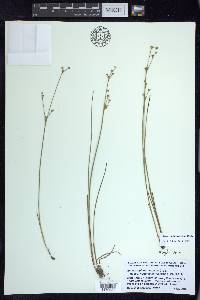 Juncus alpinoarticulatus subsp. nodulosus image