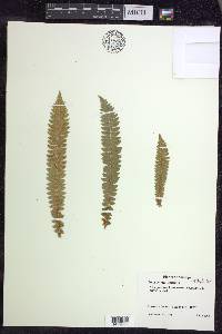 Polystichum lonchitis image