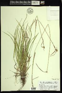 Carex flava image