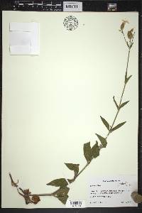 Silene latifolia image