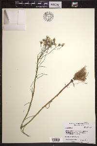 Crepis tectorum image