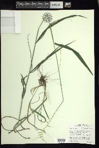 Elymus hystrix image