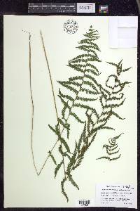 Thelypteris palustris var. pubescens image