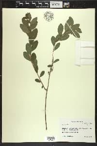 Spiraea alba image