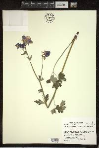 Aquilegia vulgaris image