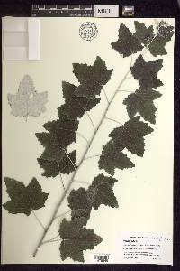 Populus alba image