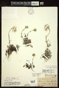 Antennaria neglecta image