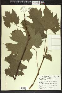 Vitis riparia image