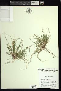 Carex peckii image