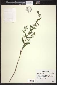 Scutellaria galericulata image