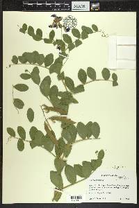 Lathyrus japonicus image