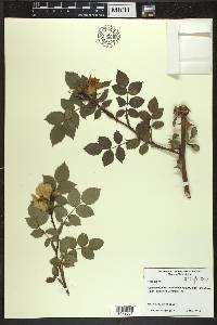 Rosa canina image