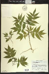 Ailanthus altissima image