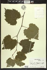 Vitis riparia image