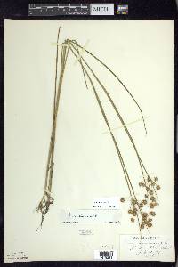 Juncus nodosus image