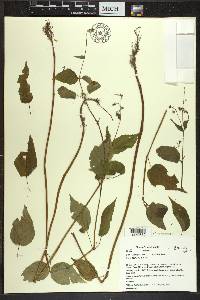 Circaea canadensis image