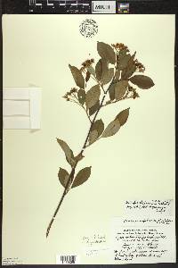 Aronia × prunifolia image