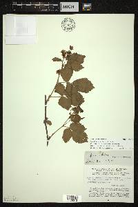 Rubus frondosus image