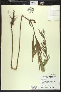 Oenothera villosa image