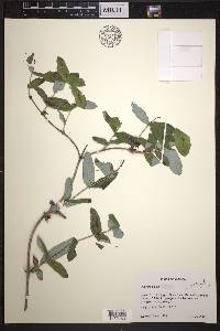 Lonicera dioica image