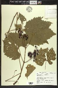 Vitis riparia image