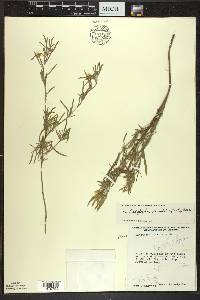 Oenothera serrulata image