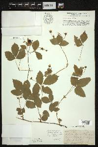 Rubus pubescens image