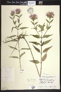 Monarda fistulosa var. fistulosa image