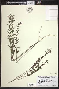 Scutellaria galericulata image