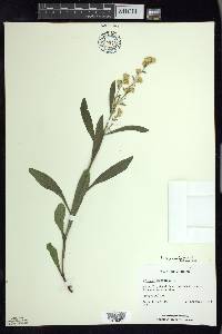 Solidago simplex image