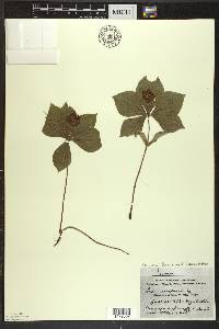 Cornus canadensis image