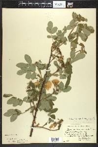 Rosa acicularis image