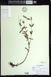 Epilobium parviflorum image