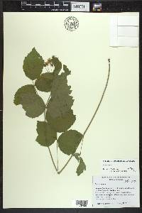 Rubus caesius image