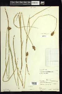 Carex crawfordii image