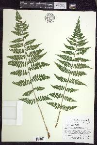 Dryopteris × triploidea image