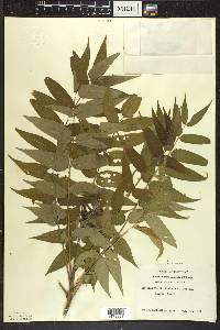 Ailanthus altissima image