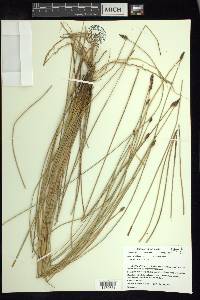 Eleocharis rostellata image